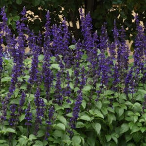 salvia-victoria-blue