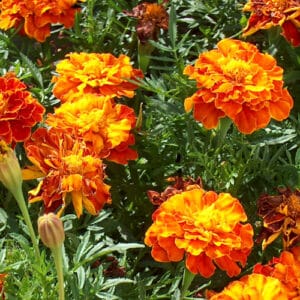 tagetes-mix