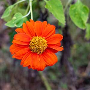 tithonia-mexicain