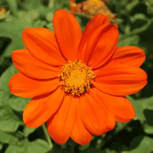 tithonia-terre-promise
