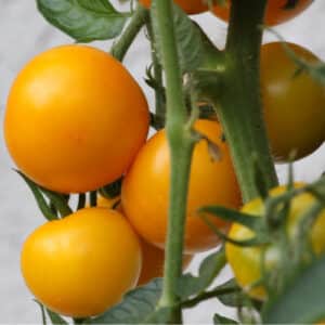 Création sans titre – Tomate Jubilée (Solanum lycopersicum)