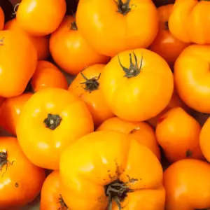 tomate-jubilee-terre-promise