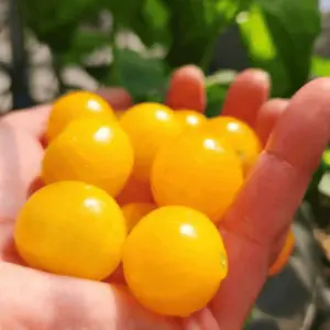 tomate-micro-naine-orange-hat-terre-promise