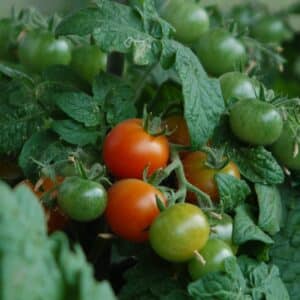 Tomate micro-naine Pigmy