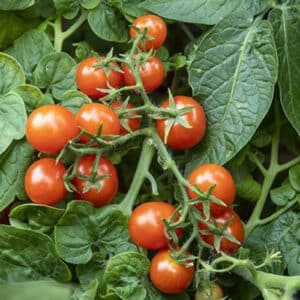 tomate-micro-naine-pigmy