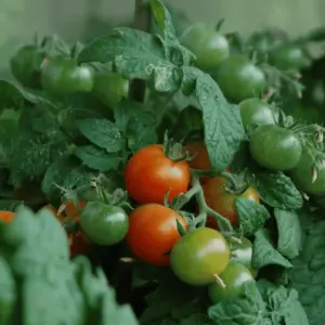 tomate-micro-naine-pigmy-terre-promise
