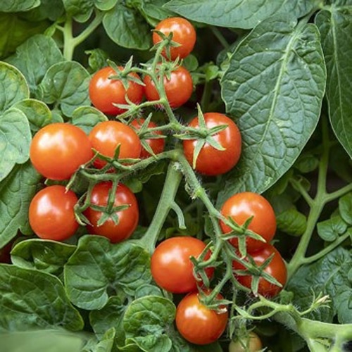 tomate-micro-naine-pigmy