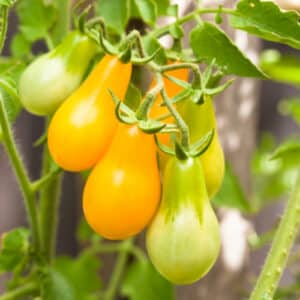 tomate-poire-jaune