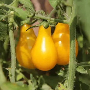 tomate-poire-jaune-terre-promise