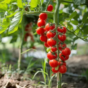 tomatge-monplaisir-terre-promise