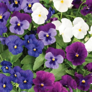 viola-sorbet-mix