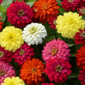 zinnia-cut-and-come-again