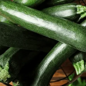 zucchini-dark-green-terre-promise