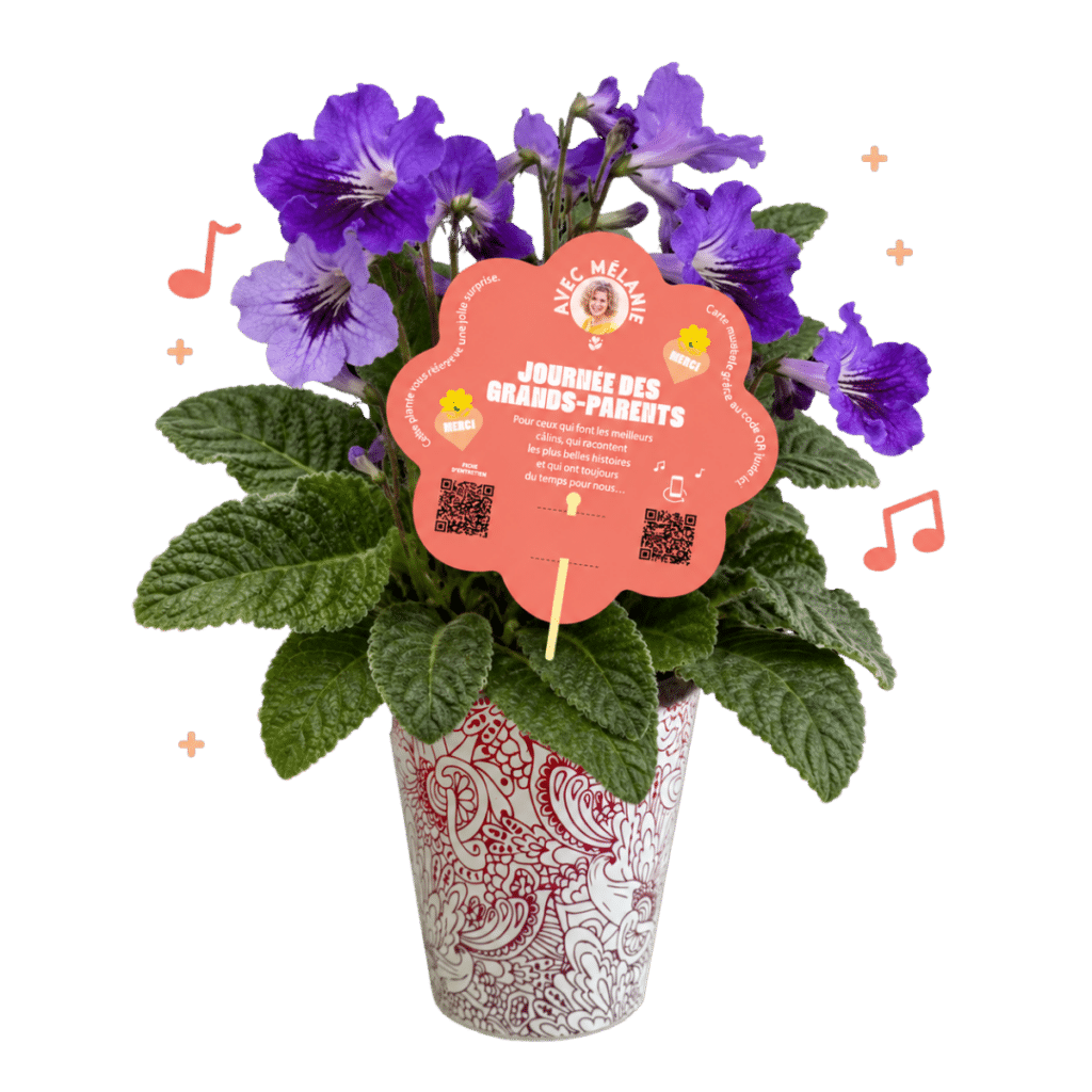 streptocarpus-primevere-du-cap