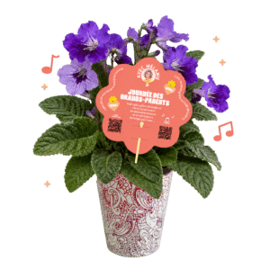 streptocarpus-primevere-du-cap