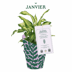AM_PP_1-janvier