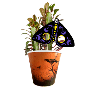 euphorbia
