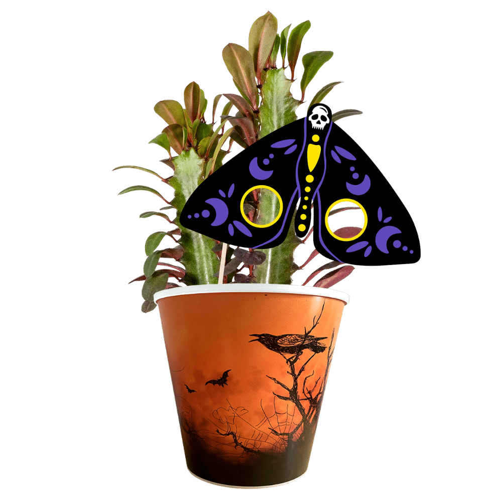 euphorbia