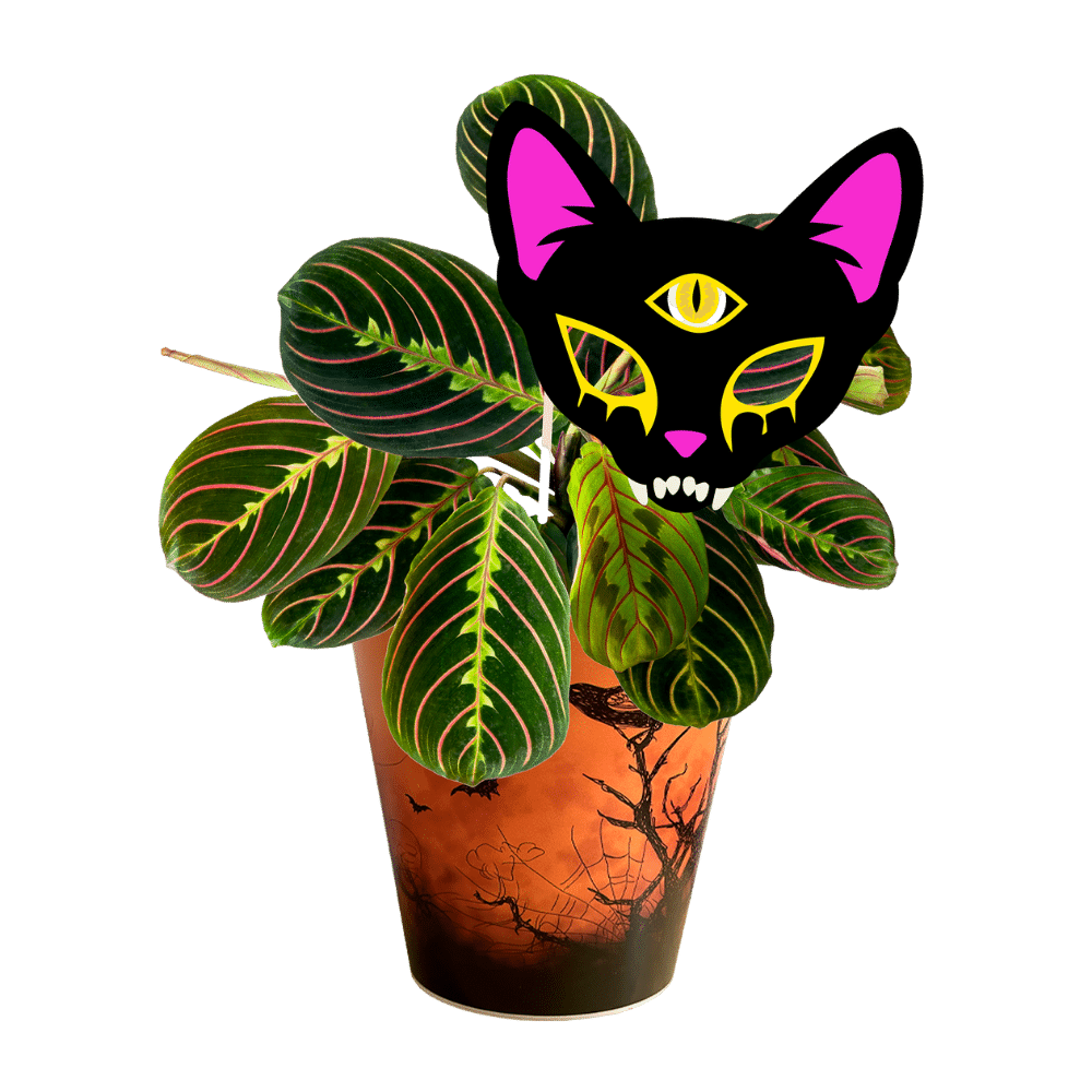 maranta