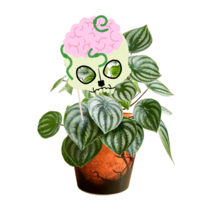 peperomia