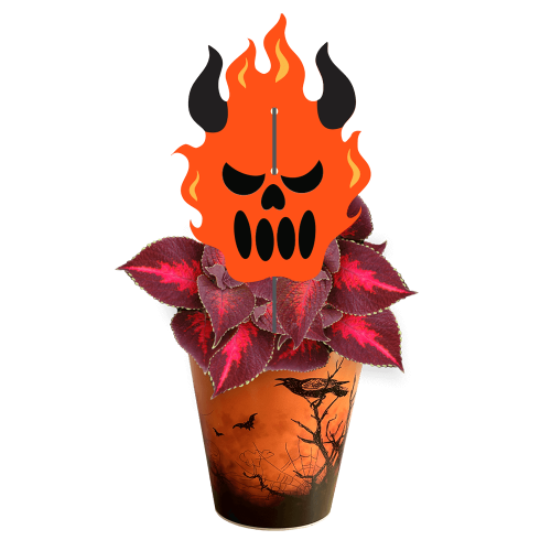 diable-Coleus-Kingswood-Torch