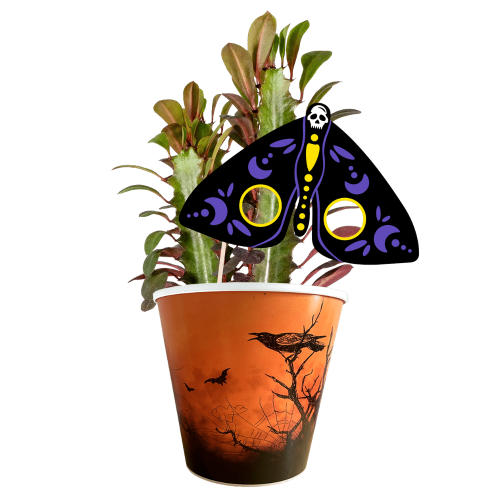 euphorbia