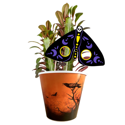 euphorbia