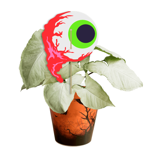 le-gros-oeil-syngonium