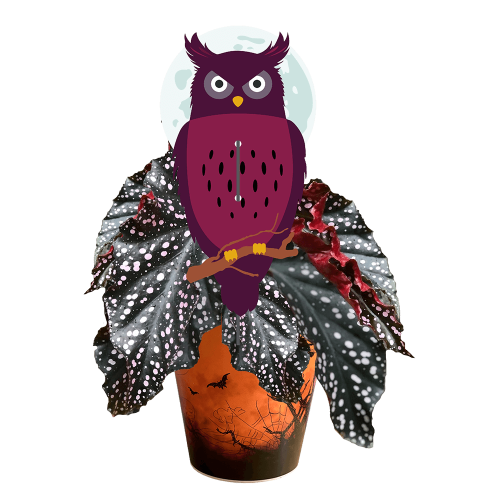 le-hibou-begonia