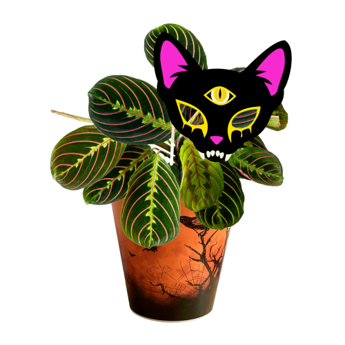 maranta