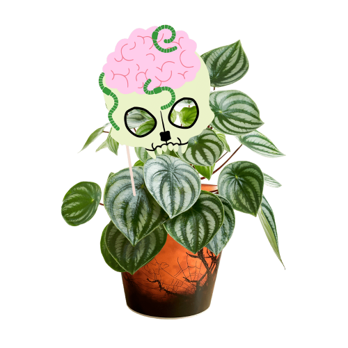 peperomia