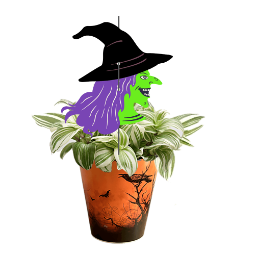 sorciere-Tradescantia